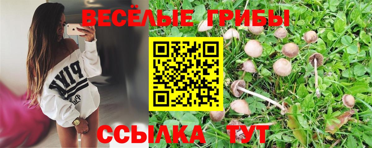 Псилоцибиновые грибы мицелий Сунжа